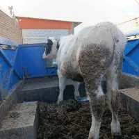 سالم و زمین گیرگاو گوساله ریزو درشت همه نوع|حیوانات مزرعه|زنجان, |دیوار