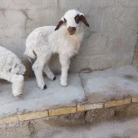 دو عدد بره نر و ماده هم شیر می‌خورن هم علف