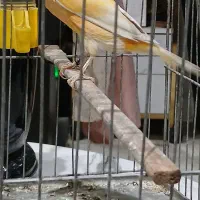 ۳ عدد قناری نر رسمی بخون|پرنده|تهران, هفده شهریور|دیوار