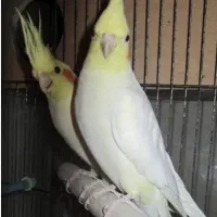 عروس هلندی نر و ماده