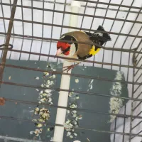 شش عدد سهره نر پاییزه بخون قواره دار