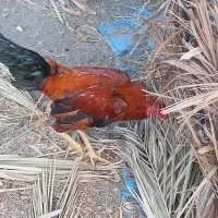 خروس چابهاری|حیوانات مزرعه|حور, |دیوار