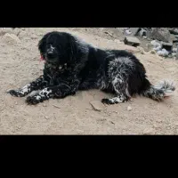 مرغ خروس پرنده