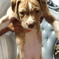 توله پیتبول