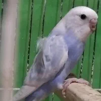 مرغ عشق مرتب|پرنده|تربت‌حیدریه, منصوریه|دیوار