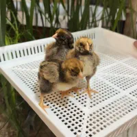 جوجه ویاندوت ایام سمانی برهما لهستانی مرغ وخروس|حیوانات مزرعه|رشت, لاکان|دیوار