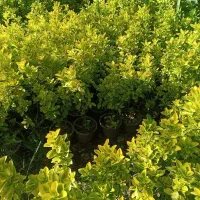 شمشاد طلایی