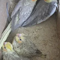 عروس هلندی