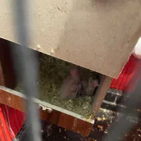 طوطی عروس مولد|پرنده|ری, ظهیرآباد|دیوار