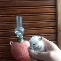 همستر خونگی فقط ۹۰ هزار تومن|موش و خرگوش|گتاب, |دیوار