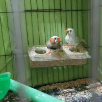 فنچ|پرنده|ری, شهید غیوری (ابن باویه)|دیوار