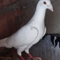 کبوتر
