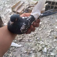 سینه مشگی|پرنده|زیباشهر, |دیوار