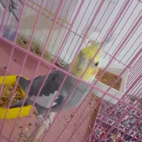 عروس هلندی نروماده مولد تخم گذار