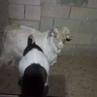 بره و بزغاله چاق کم شکم|حیوانات مزرعه|قائن, |دیوار