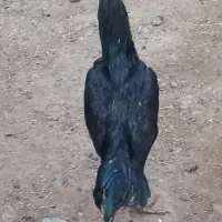 سلام دو عدد خروس ۷ ماهه|حیوانات مزرعه|اشنویه, |دیوار