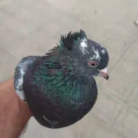 سه تا کبوتر پرشی