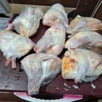 مرغ محلی اصل و دورگه|حیوانات مزرعه|کهریزک, |دیوار