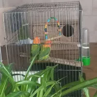 طوطی برزیلی