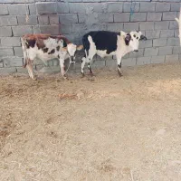 ۲عدد گوساله نر