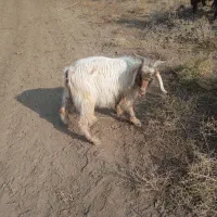 نر پرگوشت|حیوانات مزرعه|میاندوآب, |دیوار