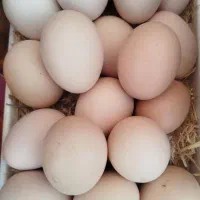 تخم مرغ محلی|خوردنی و آشامیدنی|شیراز, شهدای شهرک سعدی|دیوار