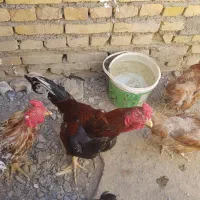 خروس لاری بدن دار|حیوانات مزرعه|مشهد, چهاربرج|دیوار