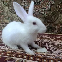 فروش خرگوش خونگی