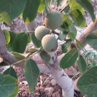 استخدام نگهبان توانا و مناسب برای باغ و کشاورزی