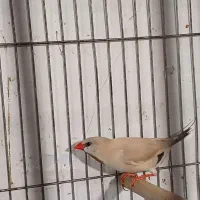 فنچ کرواتی مولد|پرنده|تبریز, |دیوار