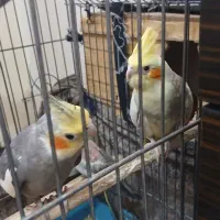 یک جفت عروس هلندی نروماده نرسخنگوباجوجه و تخم وقفس