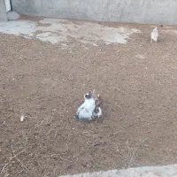 خرگوش فروشی|موش و خرگوش|فردوس (خراسان), |دیوار