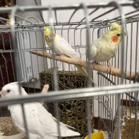 عروس هلندی|پرنده|چهاردانگه (تهران), |دیوار