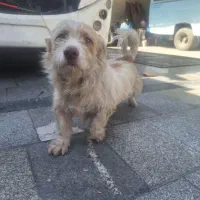 سگه|سگ|مشهد, فدک|دیوار