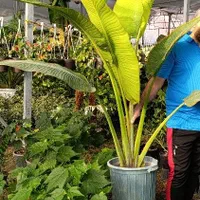 فروش گیاهان کادویی و ماندگار|گل و گیاه طبیعی|تبریز, |دیوار