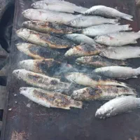 ماهی تازه تازه هست