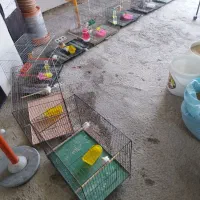 پرنده|پرنده|یزد, |دیوار