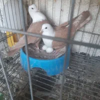 جفت نر ماده کله سفید