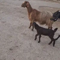 فروش عدد بز