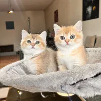 واگذاری بریتیش گلد چشم سبز