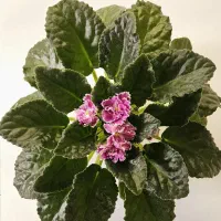 بنفشه آفریقایی غول پیکر