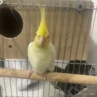 عروس هلندی نر مولد