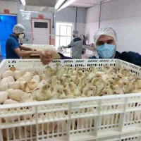 جوجه بوقلمون/بیوتی و هیبرید/یکروزه/یکماهه/گوشتی|حیوانات مزرعه|مشهد, بهشت|دیوار