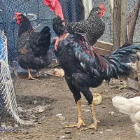 فروش دو عدد جوجه خروس لاری و دورگ لاری گردن لخت|حیوانات مزرعه|رامسر, |دیوار