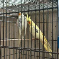 عروس هلندی|پرنده|قشم, |دیوار