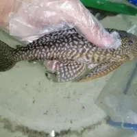 گربه ماهی ۳۰ سانتی معاوضه