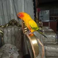 یه جفت خورشیدی سانکانور نر وماده|پرنده|اصفهان, مهرآباد|دیوار