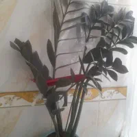 زامفولیا بلک