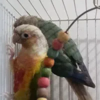 جفت گرینچیک. کوتوله یووینگ جفت ملنگو|پرنده|مشهد, نظام دوست|دیوار