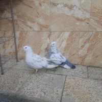 یک جفت جوجه کبوتر فروشی